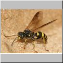 Gorytes laticinctus - Grabwespe 03 12mm.jpg